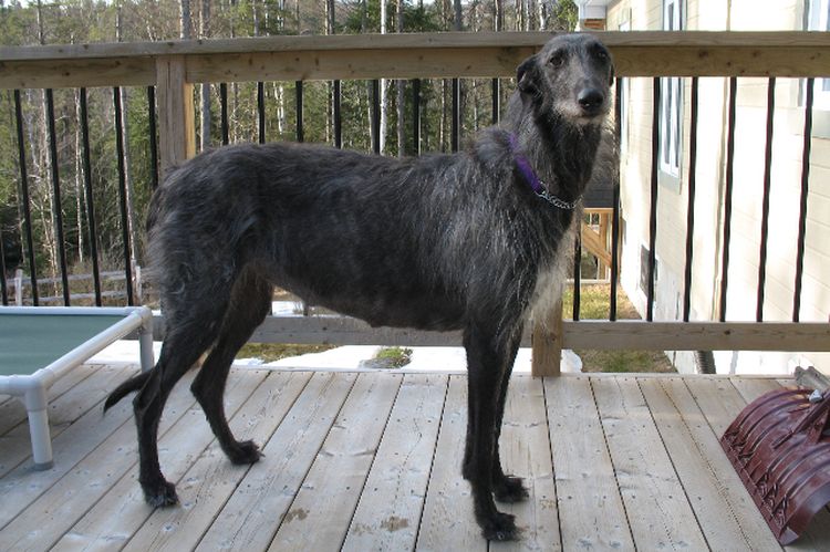 Deerhound écossais