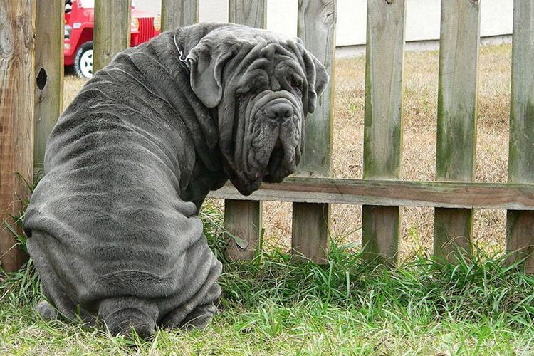 Mâtin napolitain (Mastino Neopolitano)