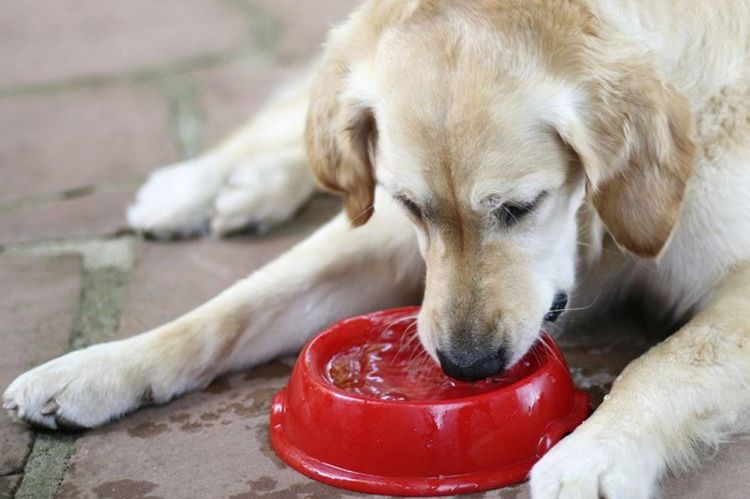 Un labrador boit de l'eau dans un bol rouge.