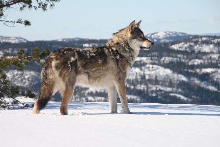 Le chien perd énormément ses poils.
