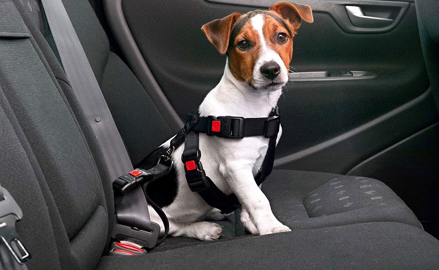 Remèdes efficaces contre le mal des transports chez les chiens