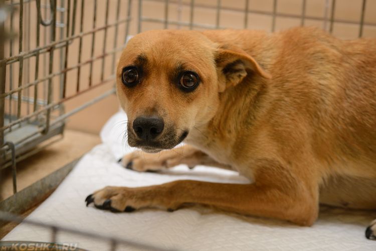 Le stress chez le chien