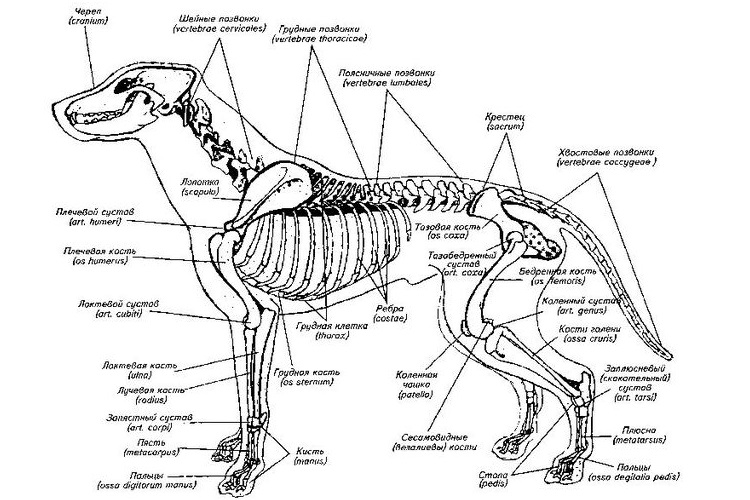 La structure d'un chien