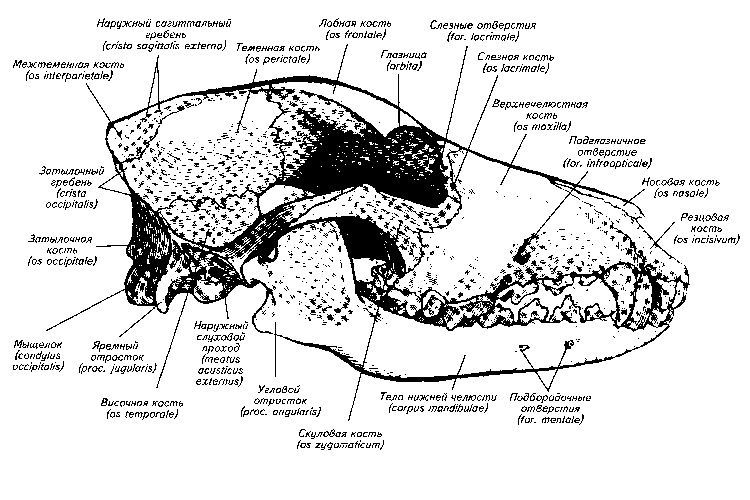 Image de la structure du crâne d'un chien