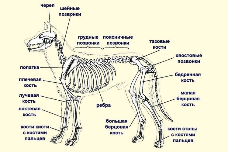 La structure du squelette du chien