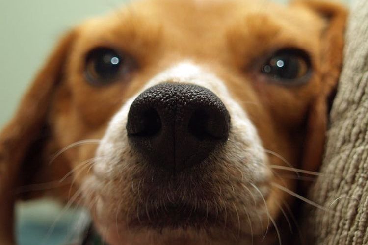 Le nez du chien