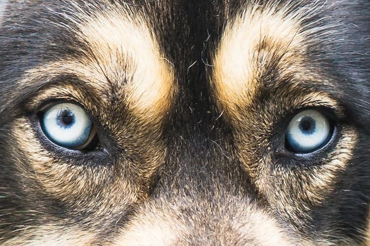 Les yeux du chien