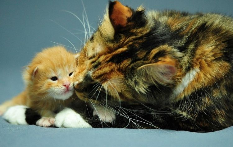 Un chat avec un chaton