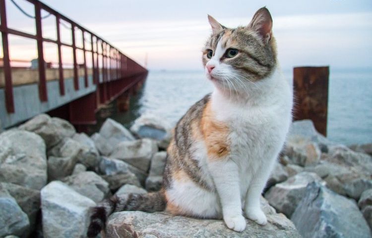 Un chat tricolore au bord de la mer
