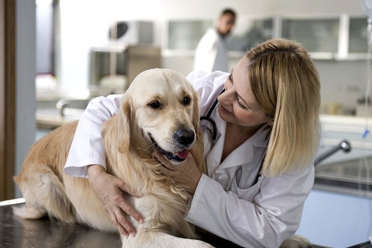 Un labrador chez le vétérinaire