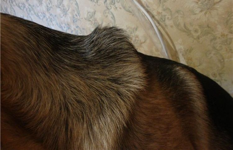 Une bosse sur le garrot d'un berger