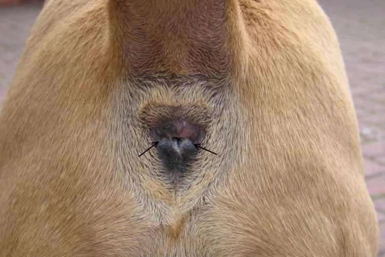 Glandes para-anales chez les chiens