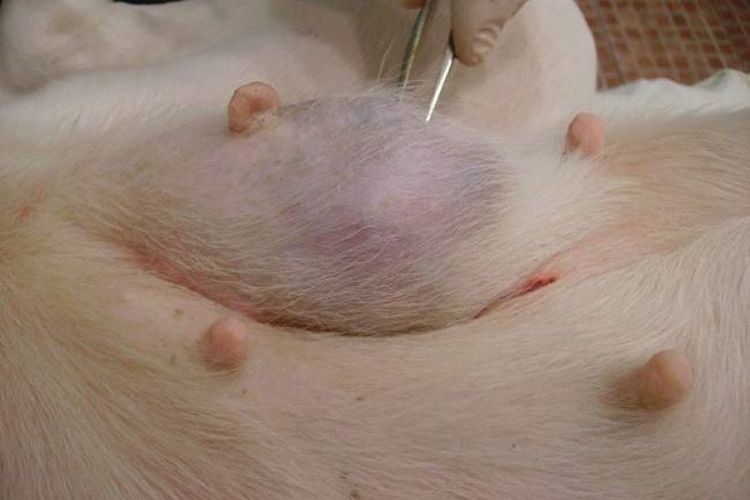 Mastopathie chez les chiens