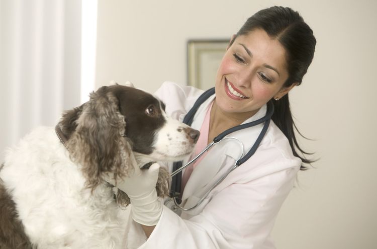 Examen vétérinaire