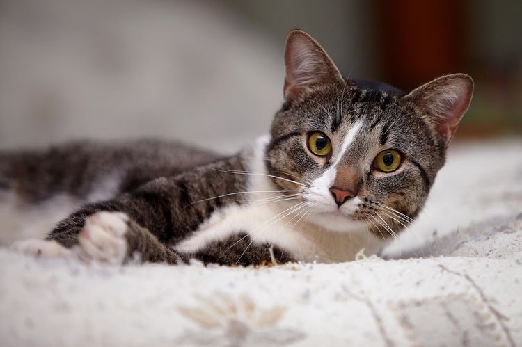 Le chat est allongé sur le tapis