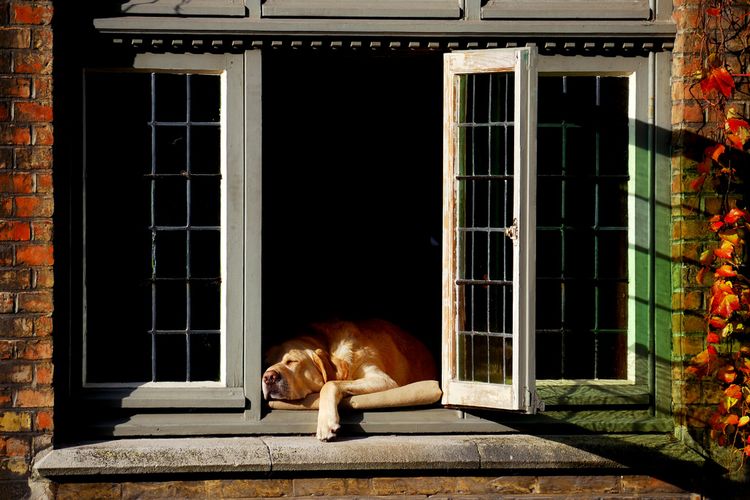 Un gros chien dort sur le rebord de la fenêtre.