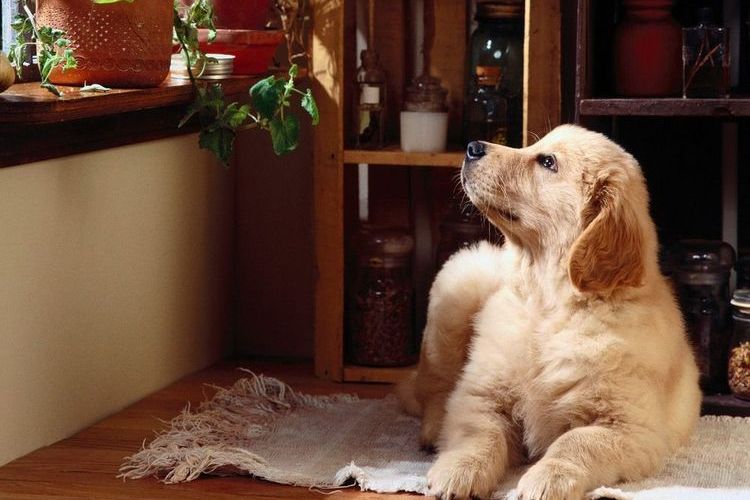 Le chiot est couché sur la literie