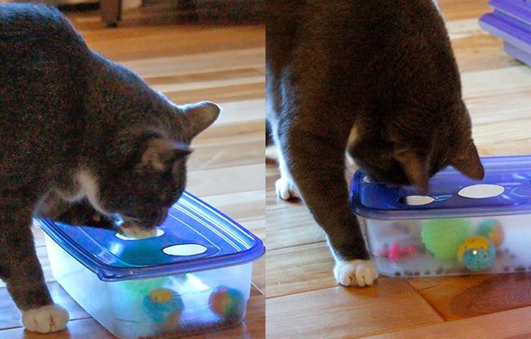 Un jouet pour chat sorti d'une boîte