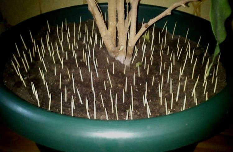 Cure-dents dans un pot de fleurs