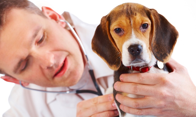 auscultation pulmonaire lorsqu'un chien tousse