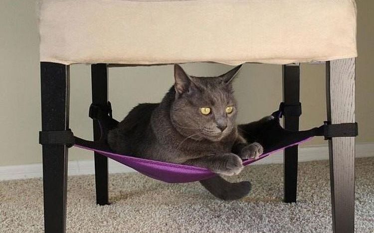 Un chat dans un hamac sous une chaise