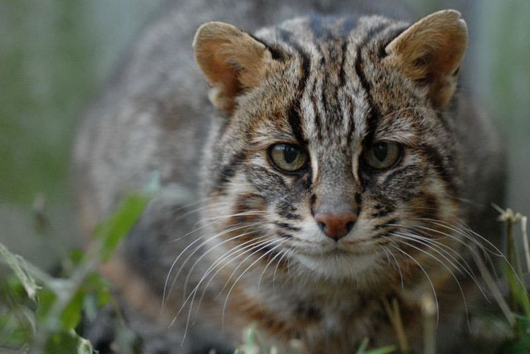 photo de chat de la forêt de l'Amour