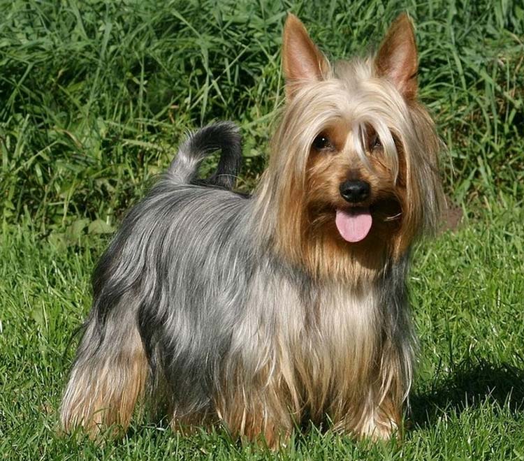 Photo d'un Terrier soyeux australien