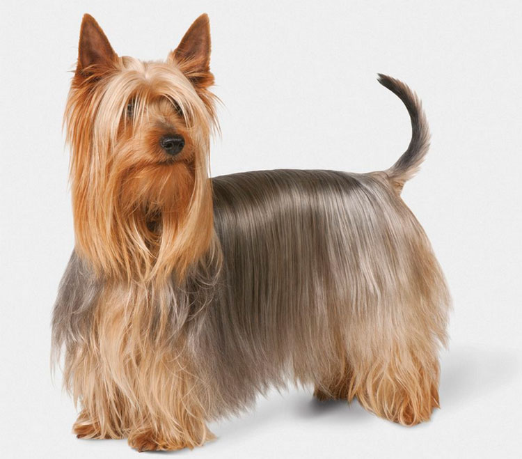 Terrier soyeux australien