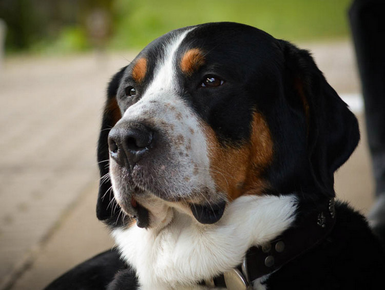 race de Grand Bouvier Suisse