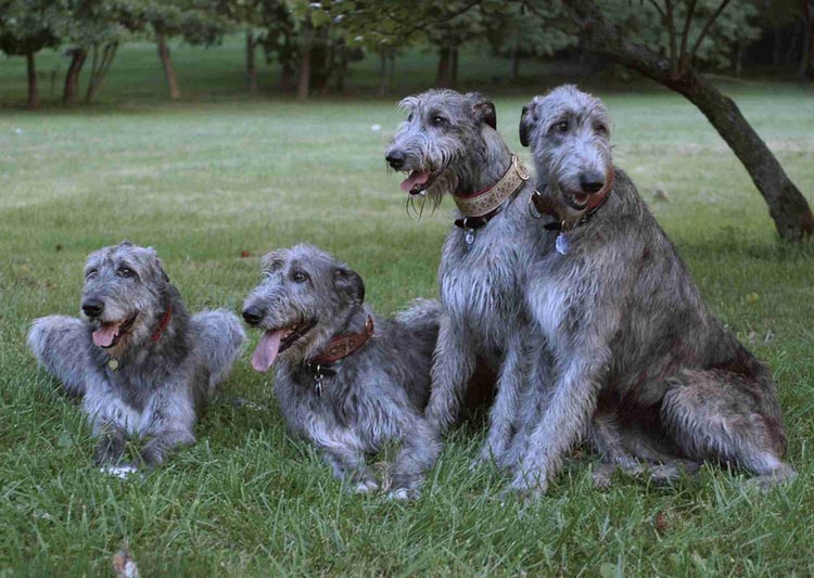 quatre lévriers irlandais
