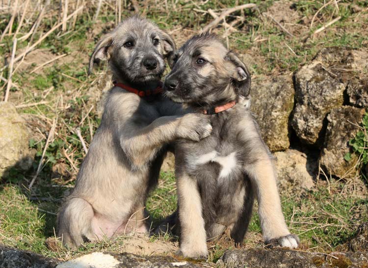 deux chiots lévriers irlandais