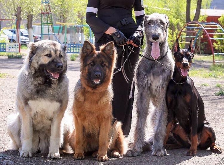 Lévrier irlandais et autres races