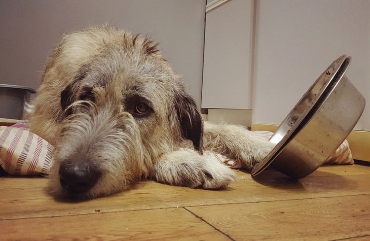 Que donner à manger à un lévrier irlandais ?