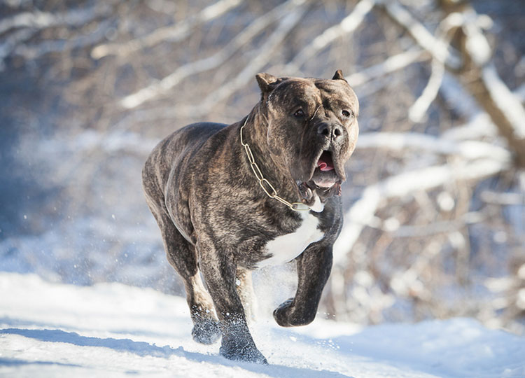 Photo de chien canari