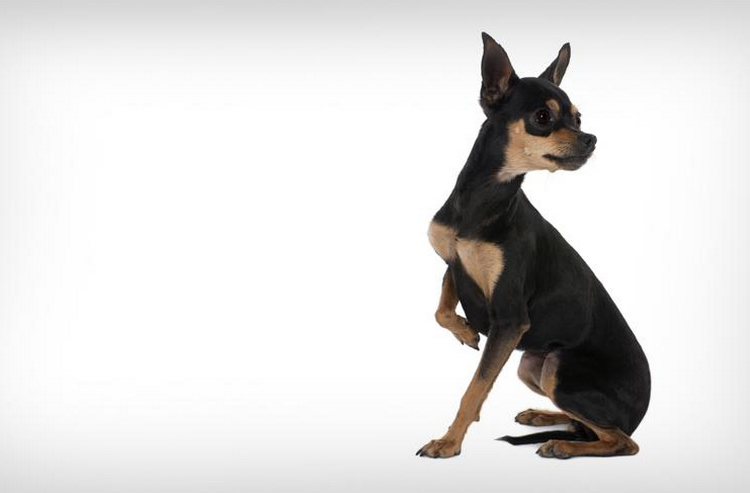 Ratier de Prague noir et feu