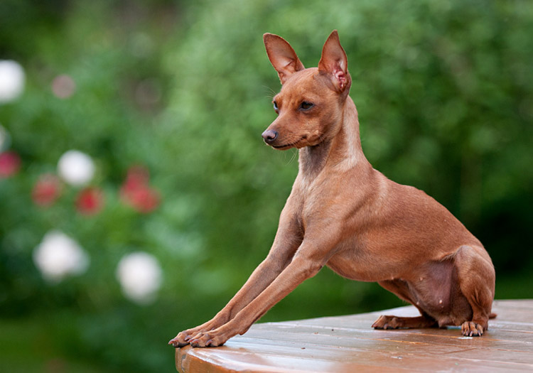 ratier rouge de Prague