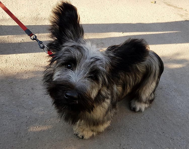 Chiot Skye Terrier