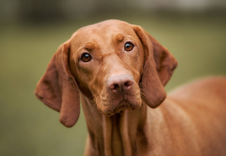 Chien Vizsla hongrois