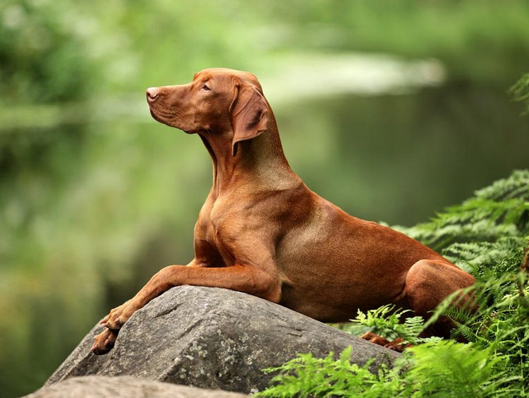 photo de Vizsla hongrois