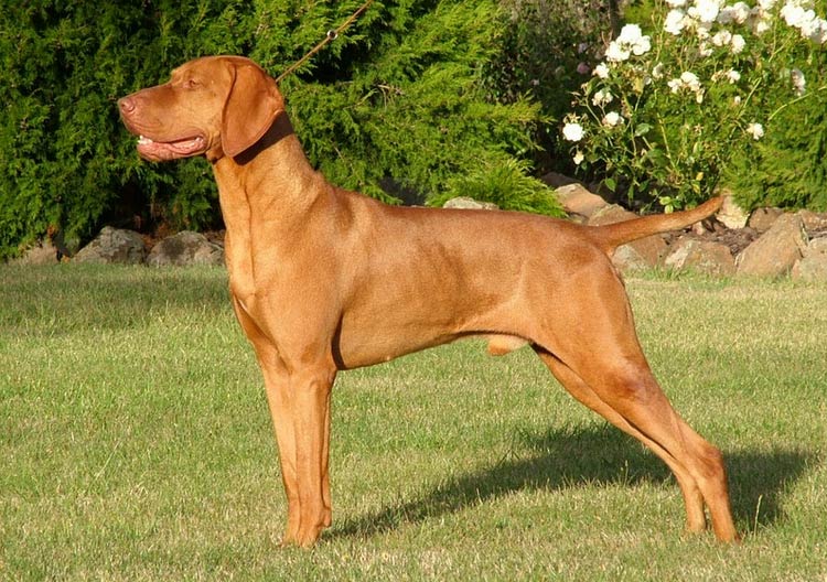 standard du Vizsla hongrois