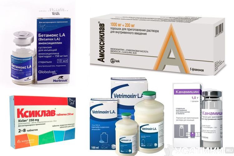 Des antibiotiques pour les chats