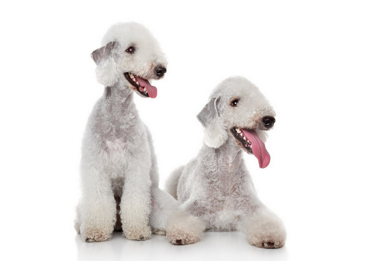 race de chien Bedlington Terrier