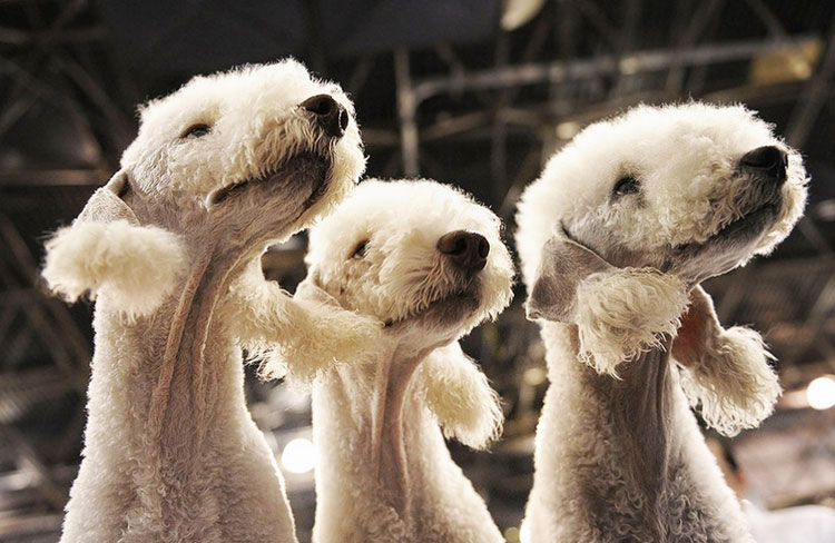 photo de Bedlington Terrier