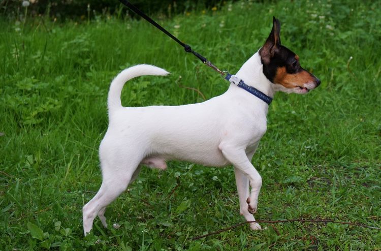 American Toy Fox Terrier