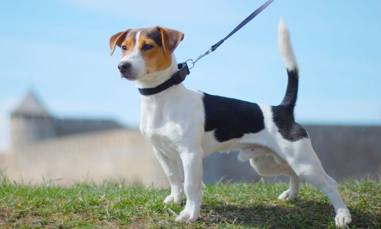Jack Russell Terrier