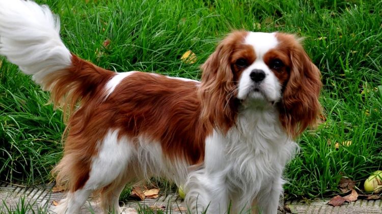 Cavalier King Charles Spaniel