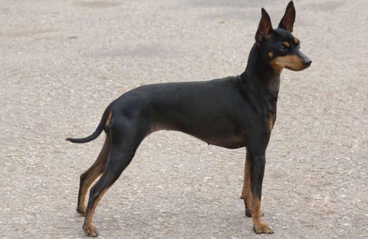 Terrier nain anglais