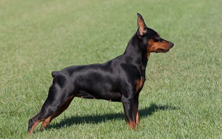 Pinscher nain