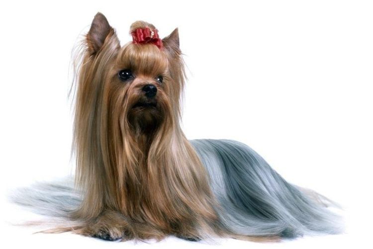 Yorkshire Terrier