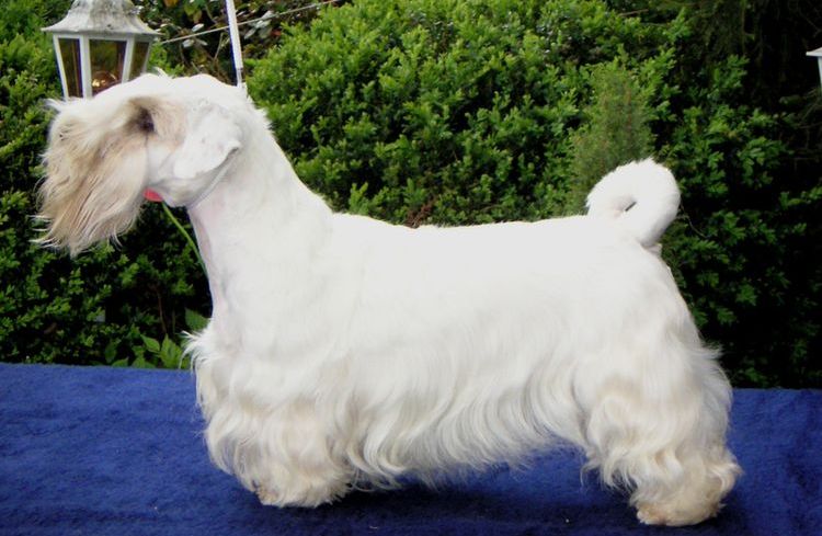 Terrier de Bohême
